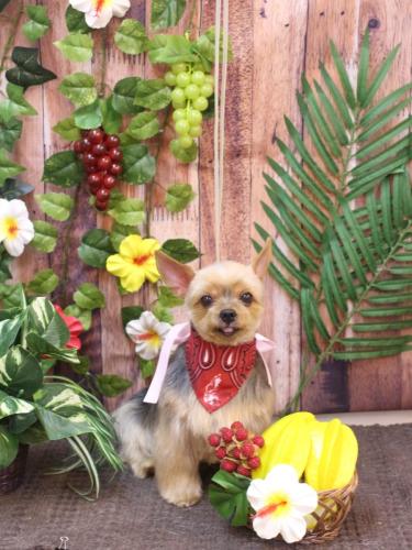 20230801リムちゃん